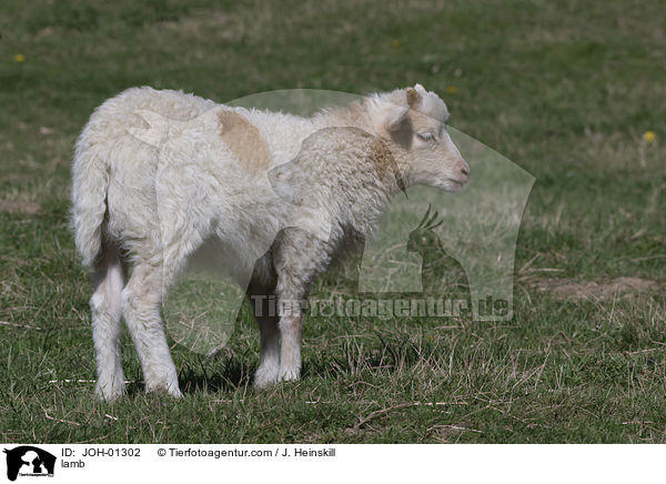 Lamm / lamb / JOH-01302