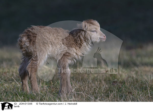 Lamm / lamb / JOH-01306