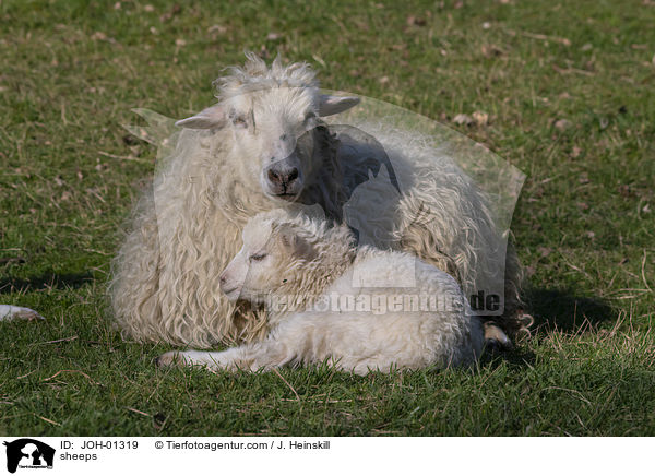 Schafe / sheeps / JOH-01319