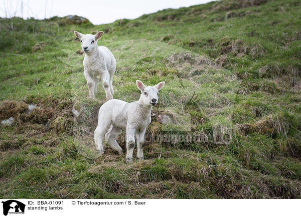 stehende Lmmer / standing lambs / SBA-01091