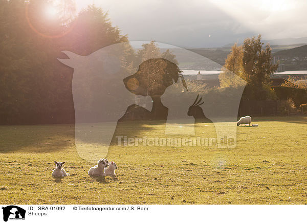 Schafe / Sheeps / SBA-01092