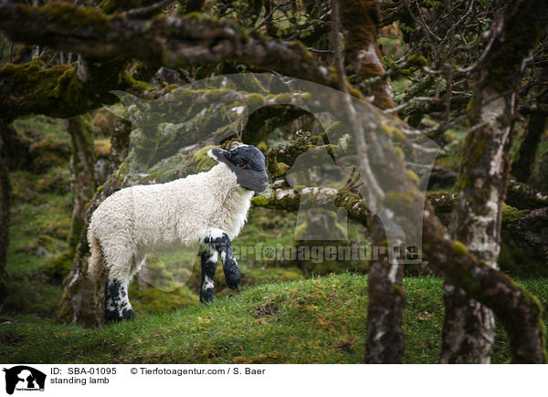 stehendes Lamm / standing lamb / SBA-01095