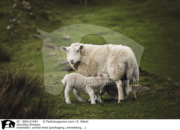 stehende Schafe / standing Sheeps / SEK-01461