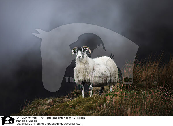 stehendes Schaf / standing Sheep / SEK-01465