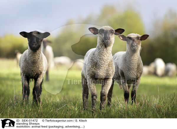 stehende Schafe / standing Sheeps / SEK-01472