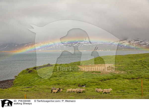 walking Sheeps / PW-08466