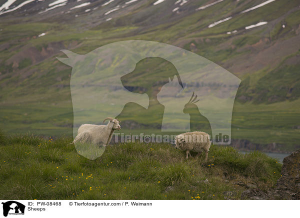 Sheeps / PW-08468
