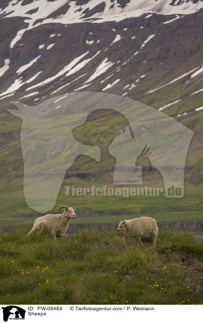 Sheeps / PW-08469