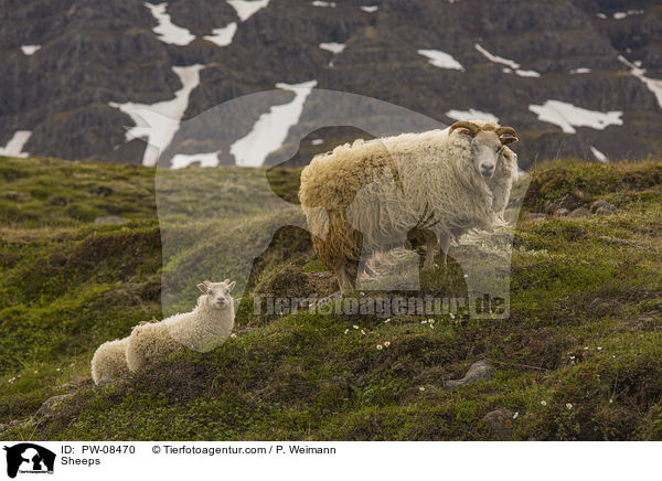Sheeps / PW-08470