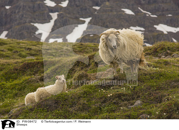 Sheeps / PW-08472