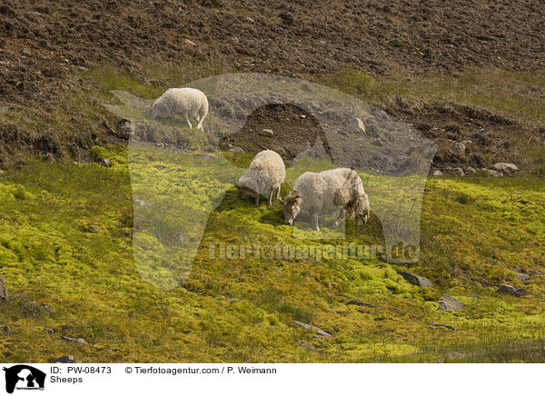 Sheeps / PW-08473