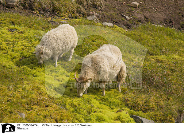 Sheeps / PW-08474