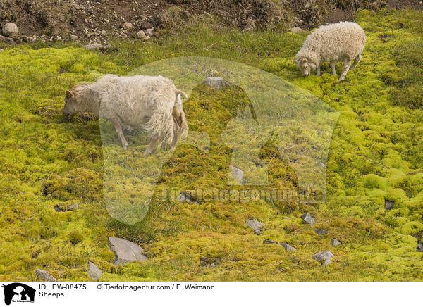 Sheeps / PW-08475