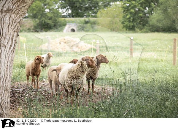 stehende Schafe / standing Sheeps / LIB-01209