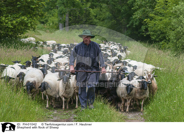 Schfer mit Schafherde / Shepherd with flock of Sheep / FH-01042