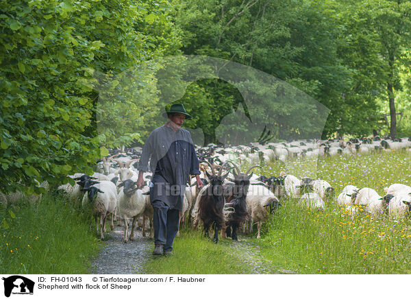 Shepherd with flock of Sheep / FH-01043