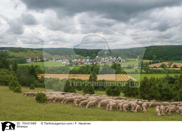 Sheeps / FH-01086