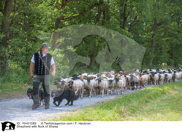 Schfer mit Schafherde / Shepherd with flock of Sheep / FH-01089