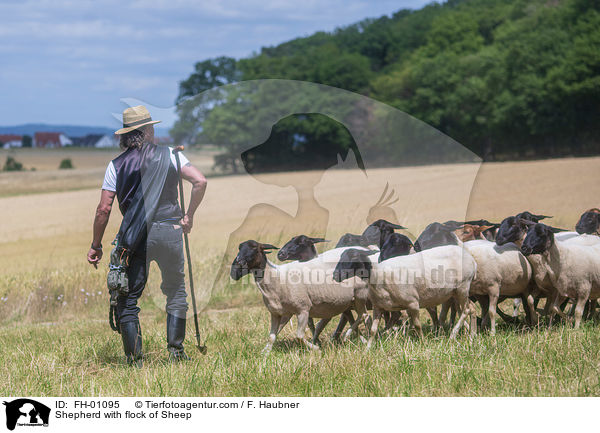 Schfer mit Schafherde / Shepherd with flock of Sheep / FH-01095