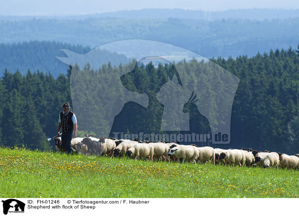 Schfer mit Schafherde / Shepherd with flock of Sheep / FH-01246