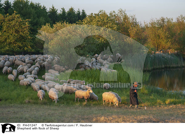 Schfer mit Schafherde / Shepherd with flock of Sheep / FH-01247