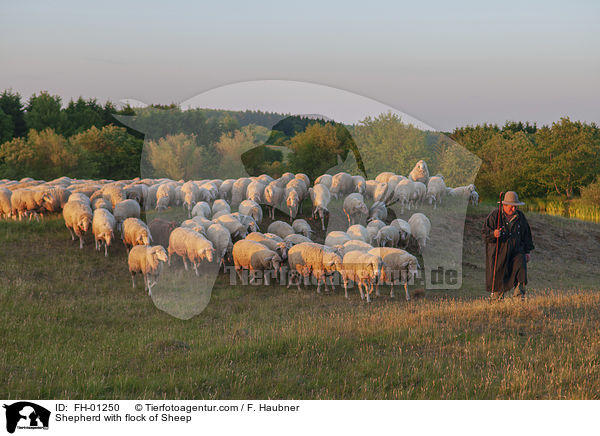 Schfer mit Schafherde / Shepherd with flock of Sheep / FH-01250
