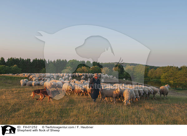 Schfer mit Schafherde / Shepherd with flock of Sheep / FH-01252