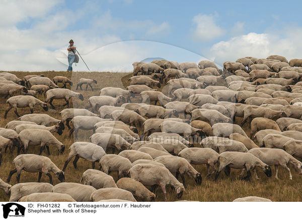 Schfer mit Schafherde / Shepherd with flock of Sheep / FH-01282