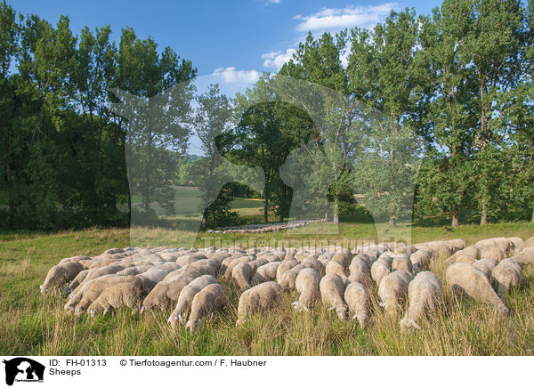 Sheeps / FH-01313