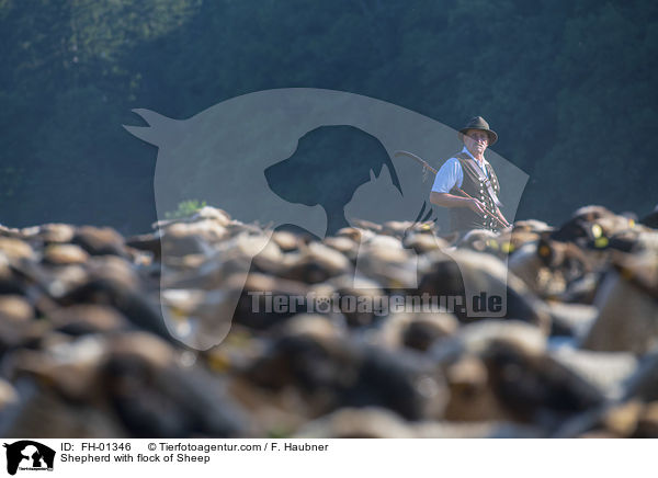 Schfer mit Schafherde / Shepherd with flock of Sheep / FH-01346