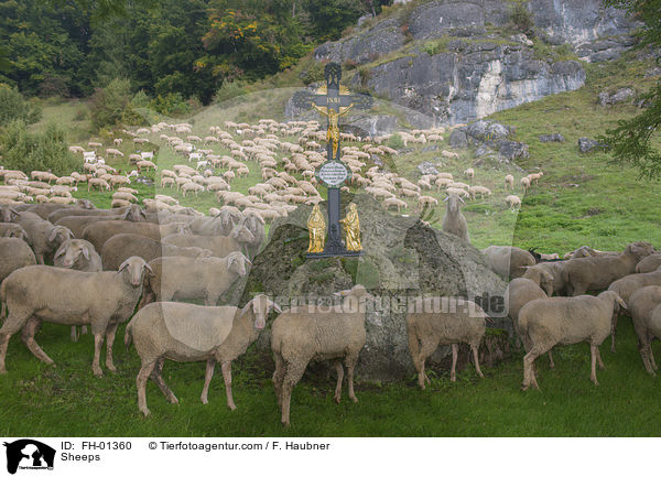 Schafe / Sheeps / FH-01360