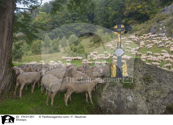 Schafe / Sheeps / FH-01361