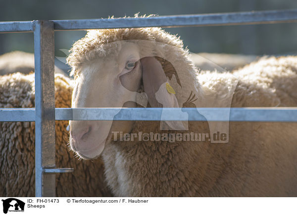 Schafe / Sheeps / FH-01473