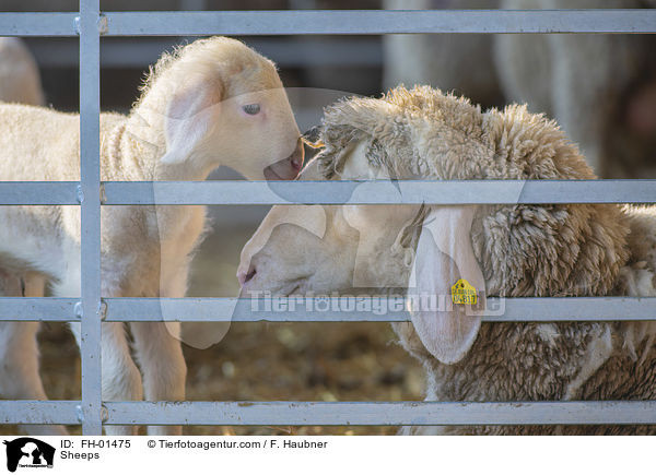 Schafe / Sheeps / FH-01475