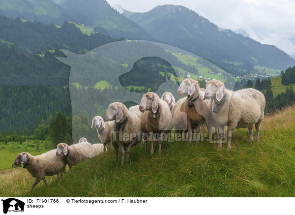 Schafe / sheeps / FH-01766