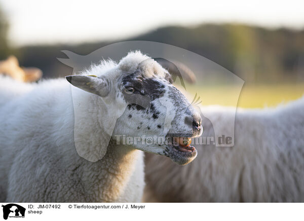 Hausschaf / sheep / JM-07492