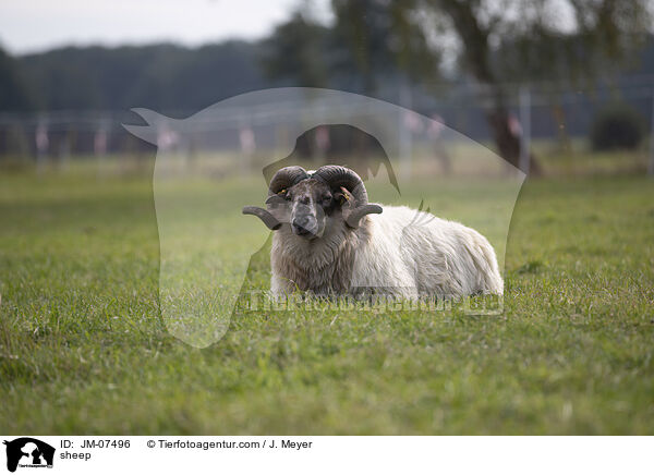 sheep / JM-07496