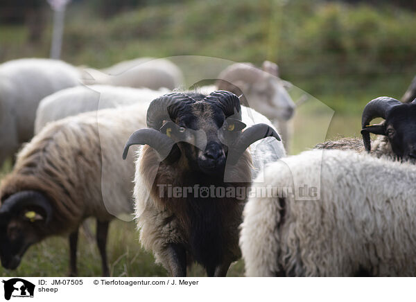 sheep / JM-07505