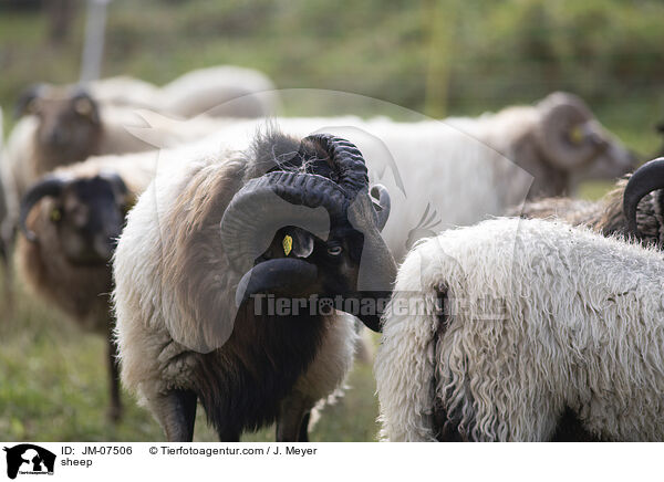 Hausschaf / sheep / JM-07506