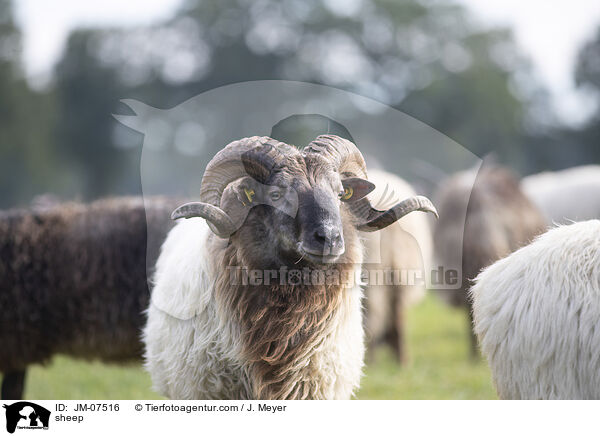 sheep / JM-07516