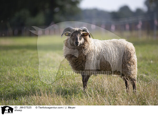 Hausschaf / sheep / JM-07525