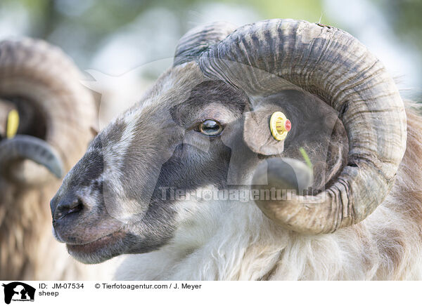 Hausschaf / sheep / JM-07534
