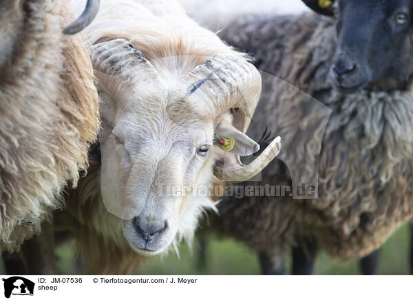Hausschaf / sheep / JM-07536