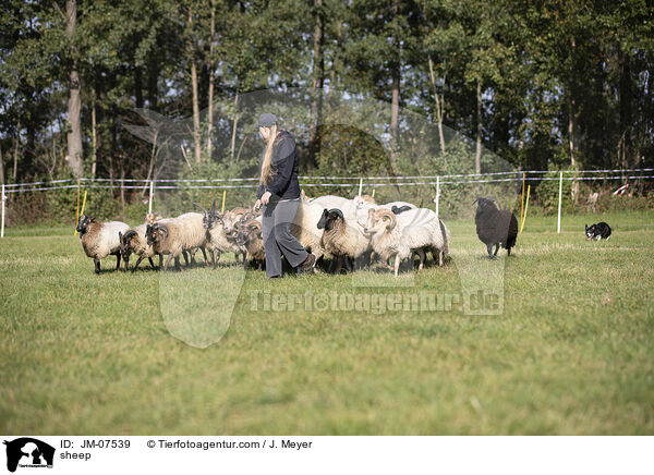 Hausschaf / sheep / JM-07539