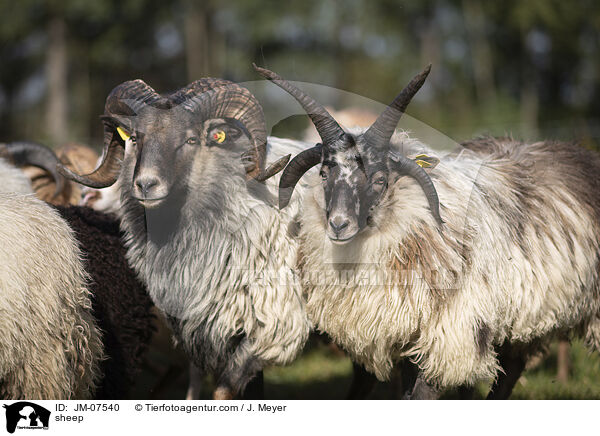 Hausschaf / sheep / JM-07540