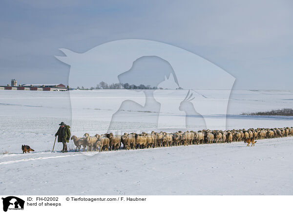 Schafherde / herd of sheeps / FH-02002
