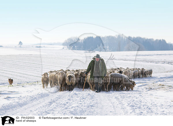 Schafherde / herd of sheeps / FH-02003