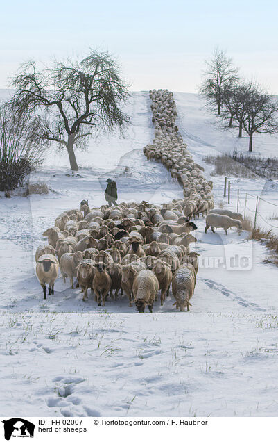 Schafherde / herd of sheeps / FH-02007