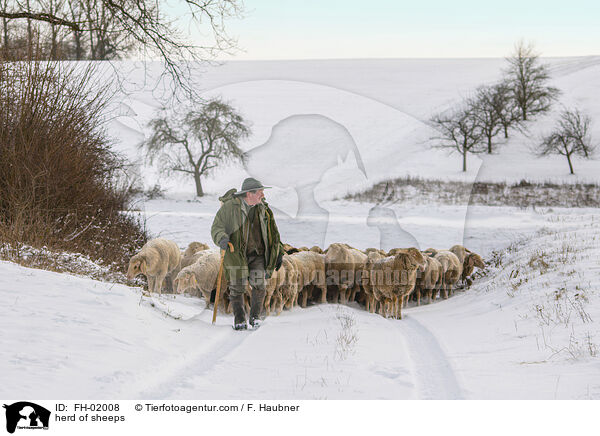 Schafherde / herd of sheeps / FH-02008