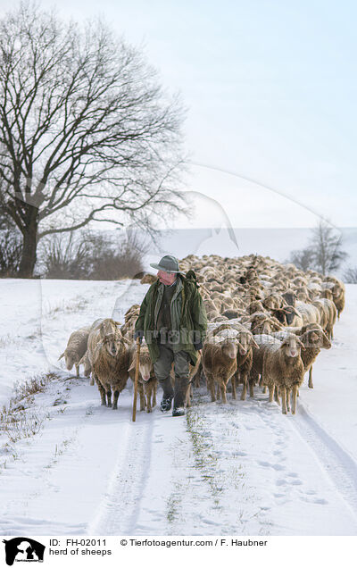 Schafherde / herd of sheeps / FH-02011